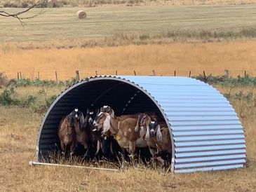 Talos Industries Portable animal shelter shed with heard of goats packed inside. 