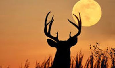 Deer silhouette against a sunset and full moon.