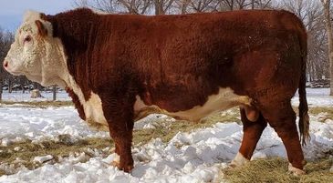 Kuhlmann Ranch Polled Hereford bull Golden Diamond Cattle