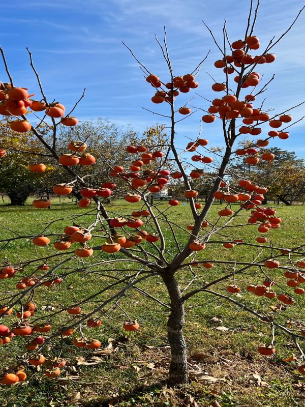 A small tree full of orange persimmons in a field.