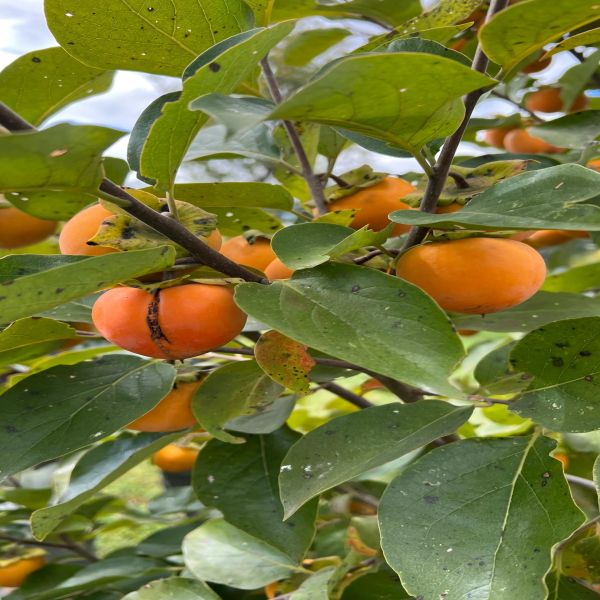 Persimmons growing on a tree with green leaves.