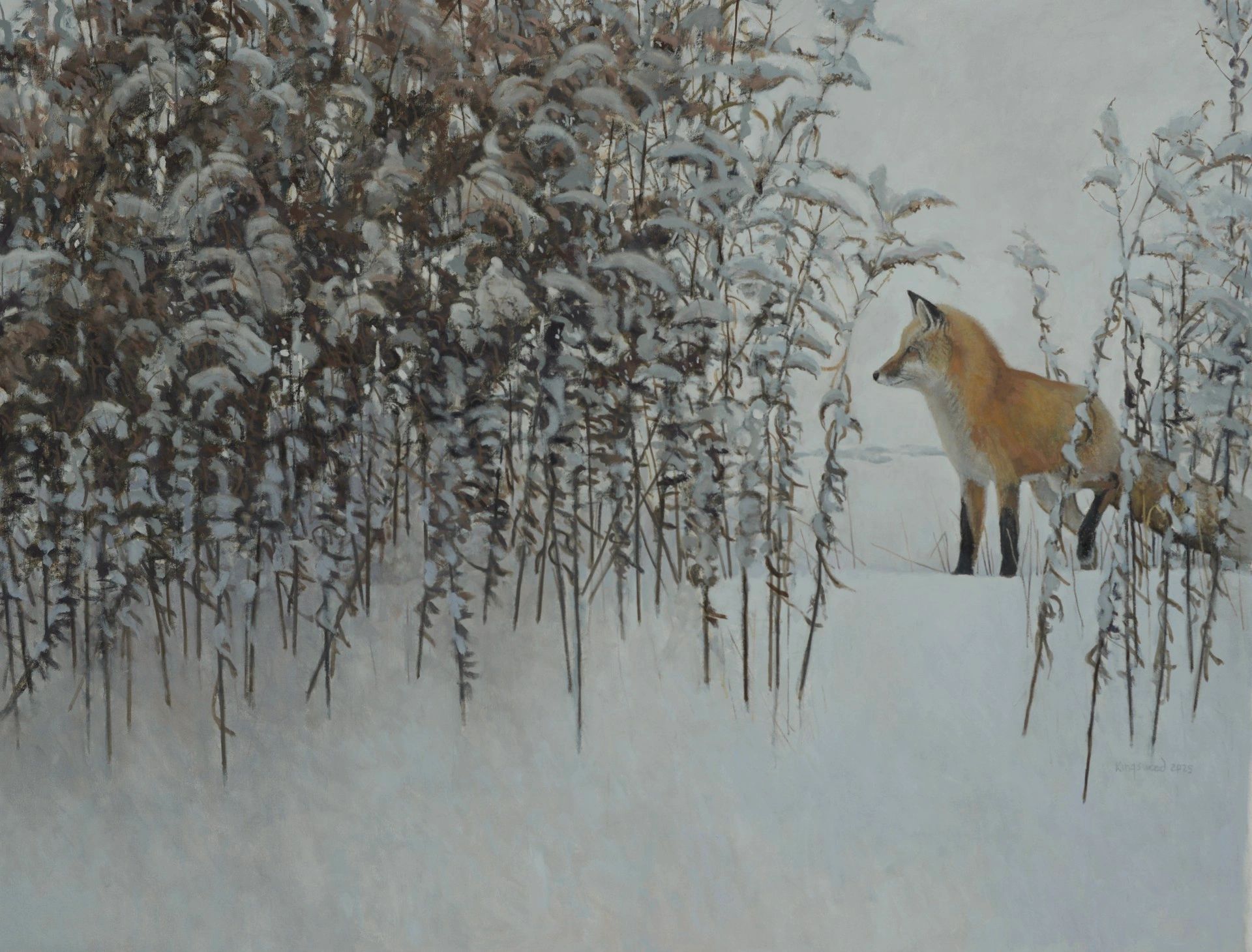 A fox stands in snowy bushes.