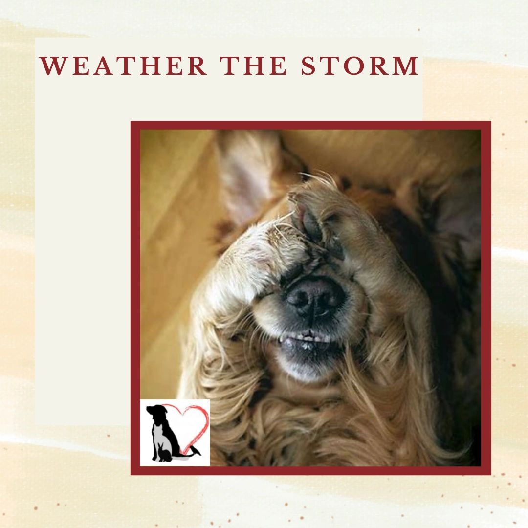 Can Weather Affect Dogs Behavior