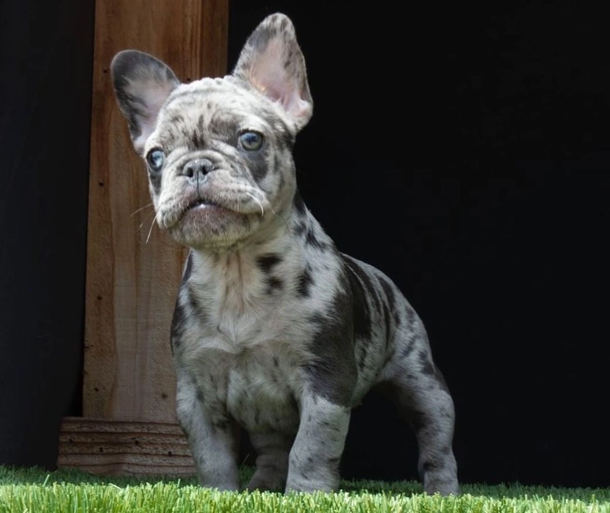 French Bulldogs for Sale - Vintage Diamond Frenchies