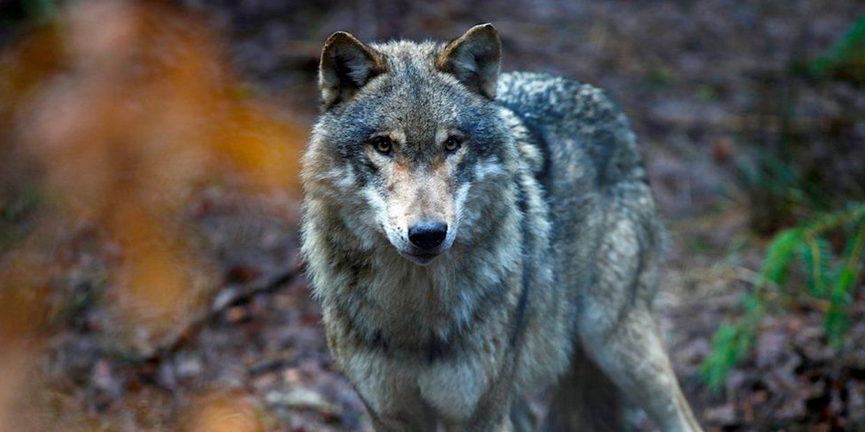 A grey wolf standing in a forest.