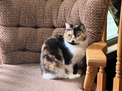 Calico cat sitting on a cushioned chair near a wooden staircase.