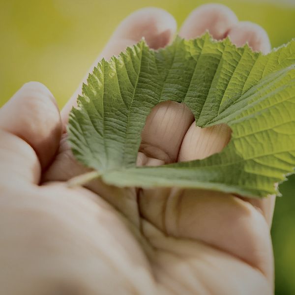 Hand holding a green leaf with a heart-shaped hole in the center.