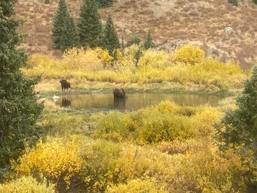 Cow and calf moose Weminuche Wilderness.