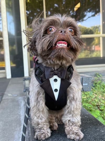 Small dog in a tuxedo harness.