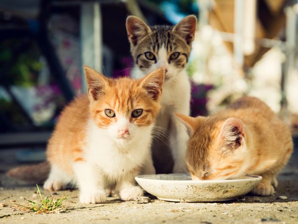 Kittens being fed in a colony