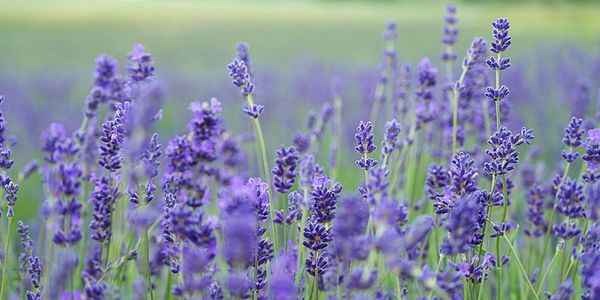 Close-up of vibrant lavender flowers in a blooming field.