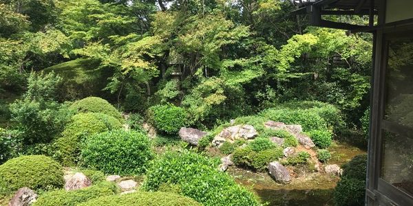 Lush green Japanese garden with rocks and shrubs in sunlight.