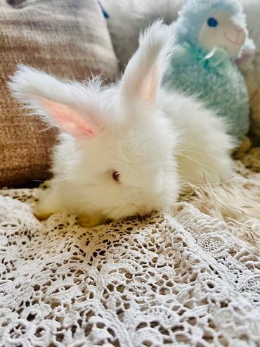 Pedigree four generations back English Angoras rabbits!