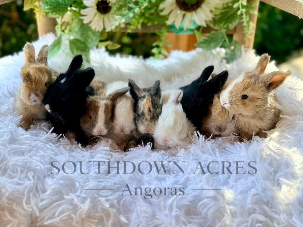 Southdown Acres; English Angoras and Mini Plush Lops for Sale ...