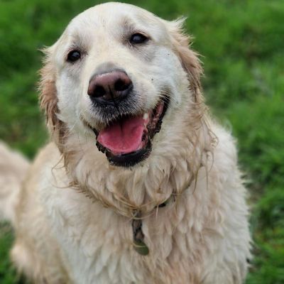 Happy golden retriever with a joyful expression.