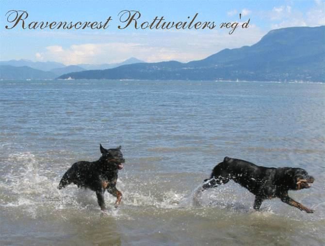 Ravenscrest Rottweilers (Reg'd)
AKC Bronze Breeder of Merit