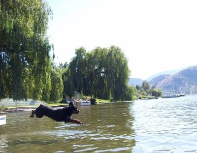 Ravenscrest Rottweilers swimming