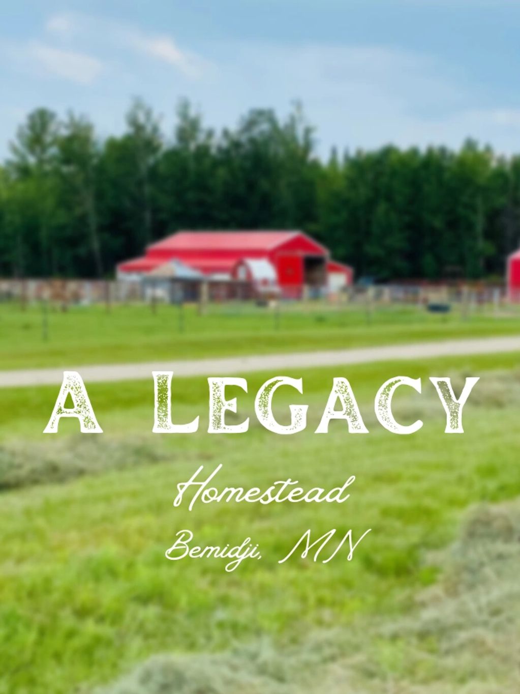 A peaceful farm scene with red barns and green fields in Bemidji, MN.