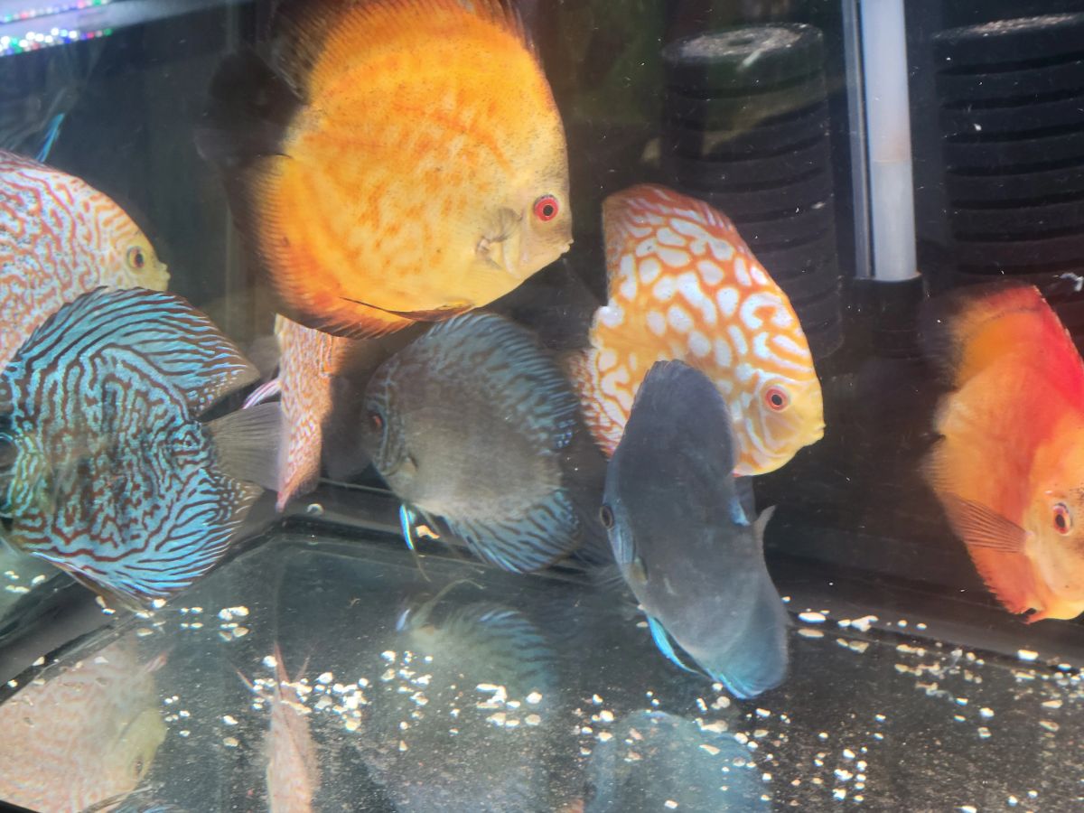 Discus Sale!!