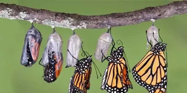 Transformation of a butterfly