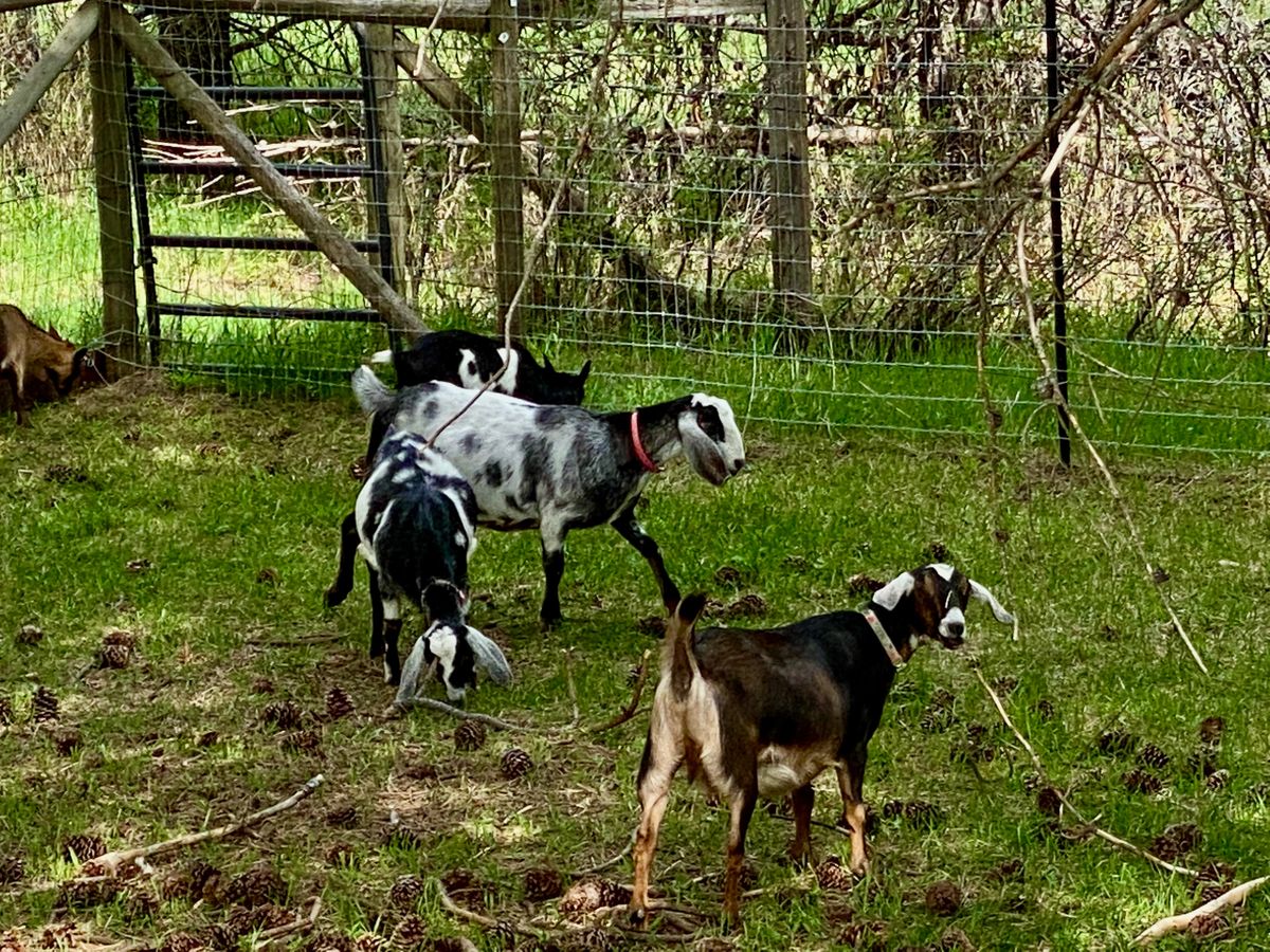 Mini Nubian Goats for Sale
