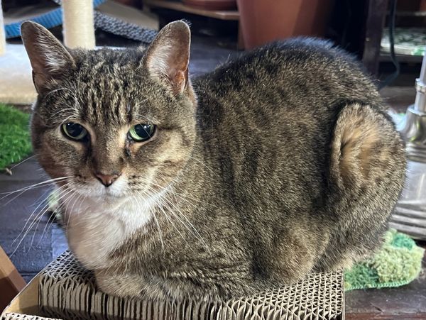 A tabby cat with green eyes sitting on a woven chair.