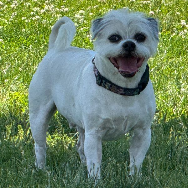 Happy small white dog with a curled tail standing on grass.