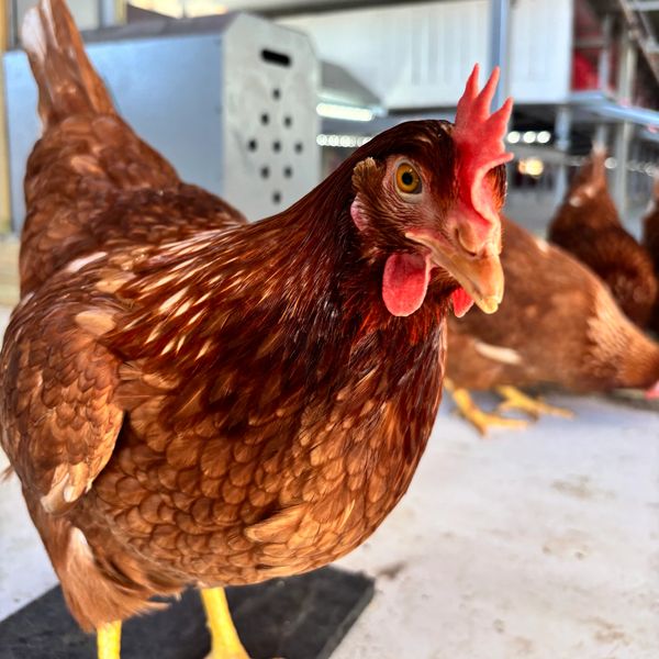 Close-up of a brown chicken with bright red comb and wattles.