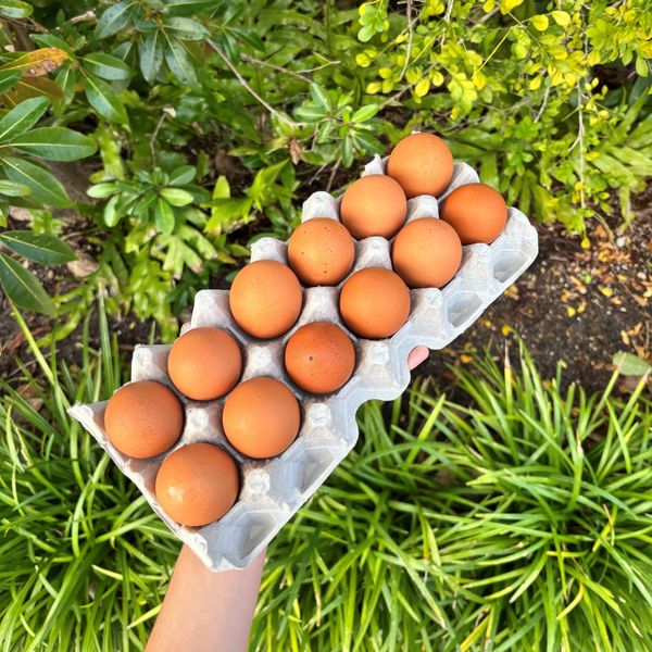 Hand holding a tray of brown eggs outdoors surrounded by green plants.