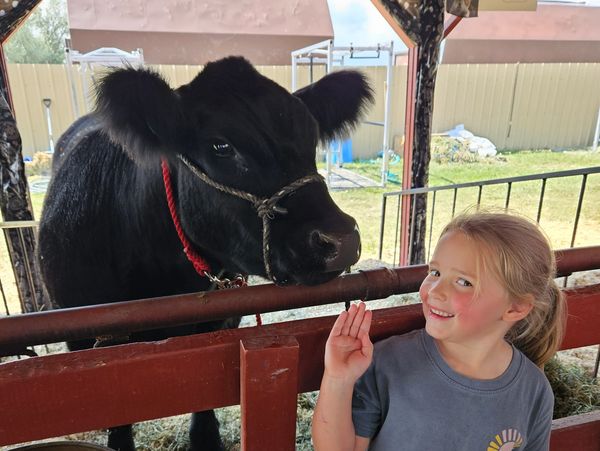 Young girl smiling and interacting with a black cow inside a barn.