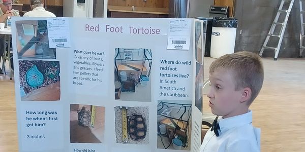 Science fair project on Red Foot Tortoise with photos and facts.