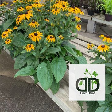 Black-eyed susans, dutch dame garden design logo, check our photo gallery.