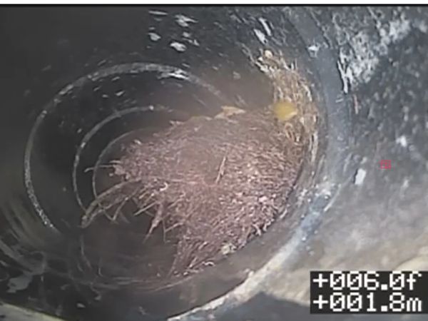 Tree roots have entered drain system