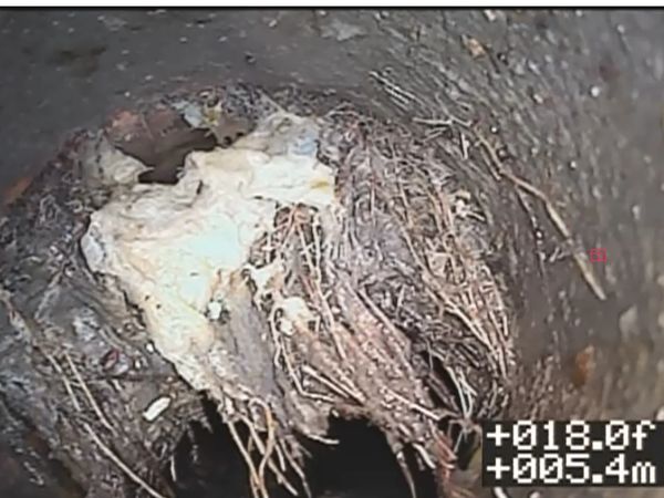 Tree roots have entered sewer system.