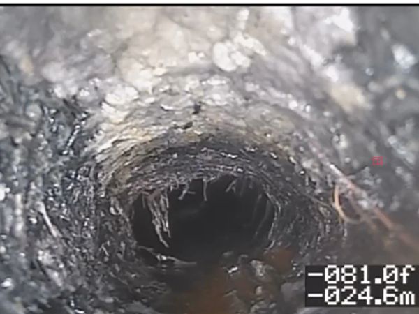 Tree root problem 