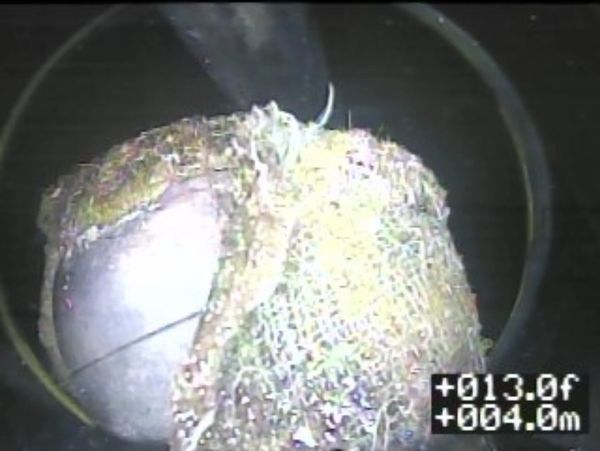 Found a tennis ball in the sewer drain.