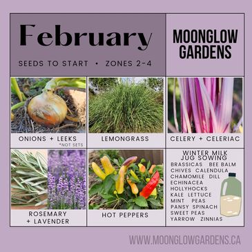 Zone 3 to 4 Seed Starting