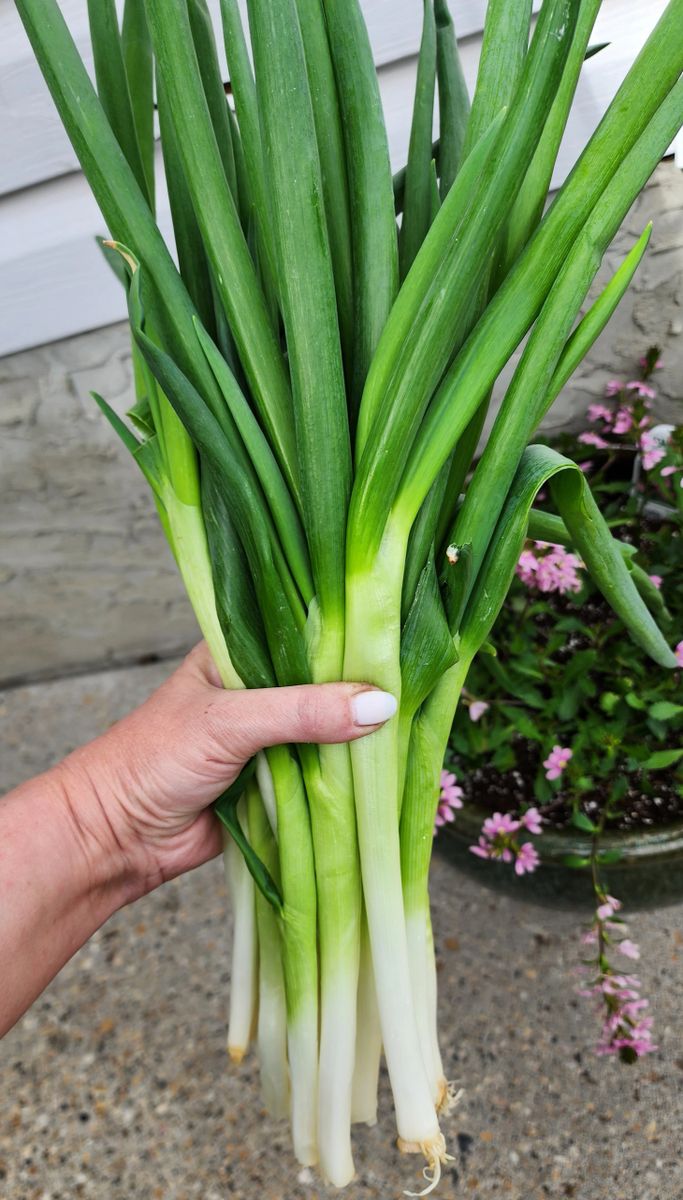 Stardew Spring Scallions (Perennial Onion)