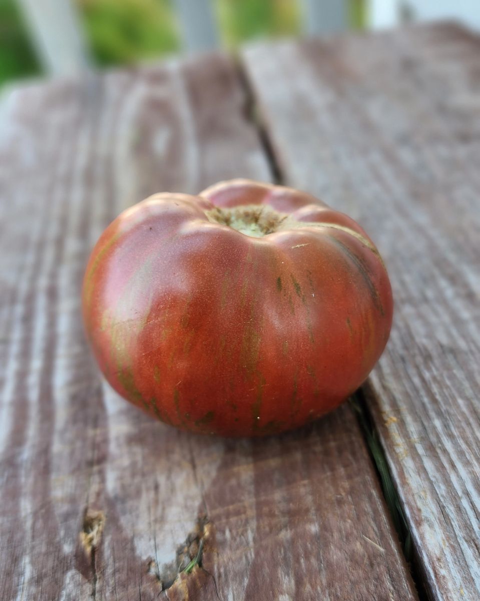Adelaide Festival Dwarf Tomato