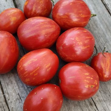 Sweet Baby Jade Dwarf Tomato-Meraki Seeds