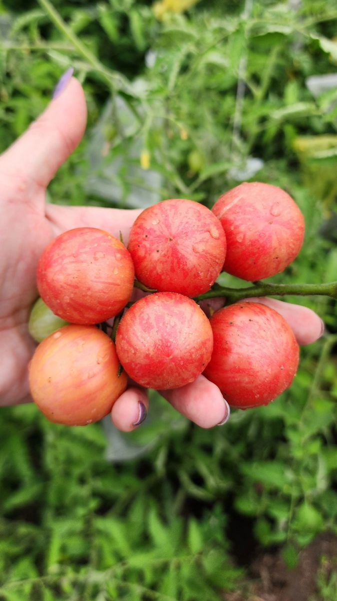 Raspberry Burst Dwarf Tomato