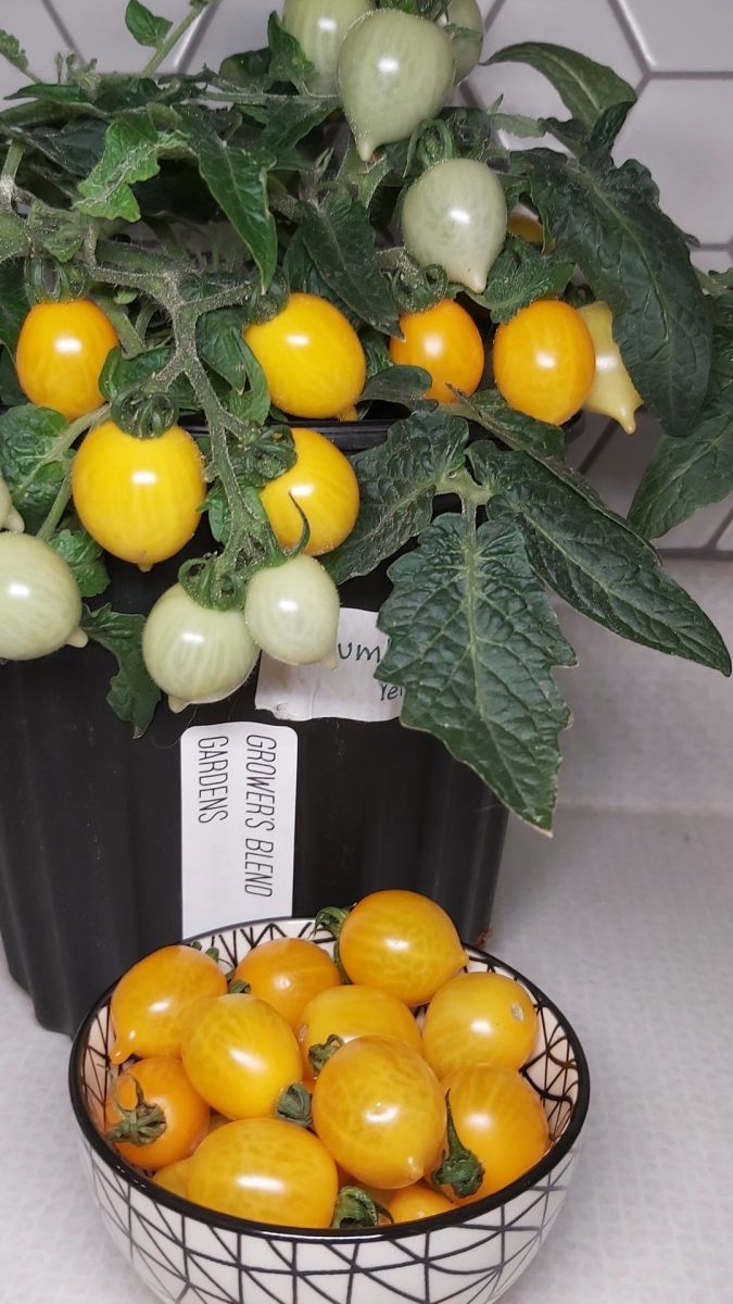 List of all microdwarf tomato varieties – best tiny tomato varieties – PBFF