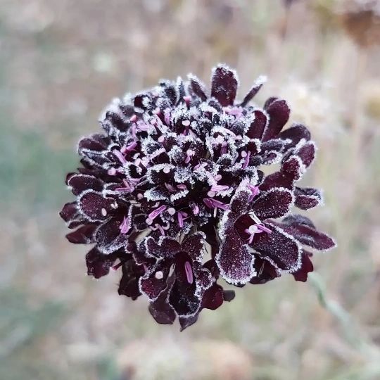 Wren's Pincushion Flower Seeds