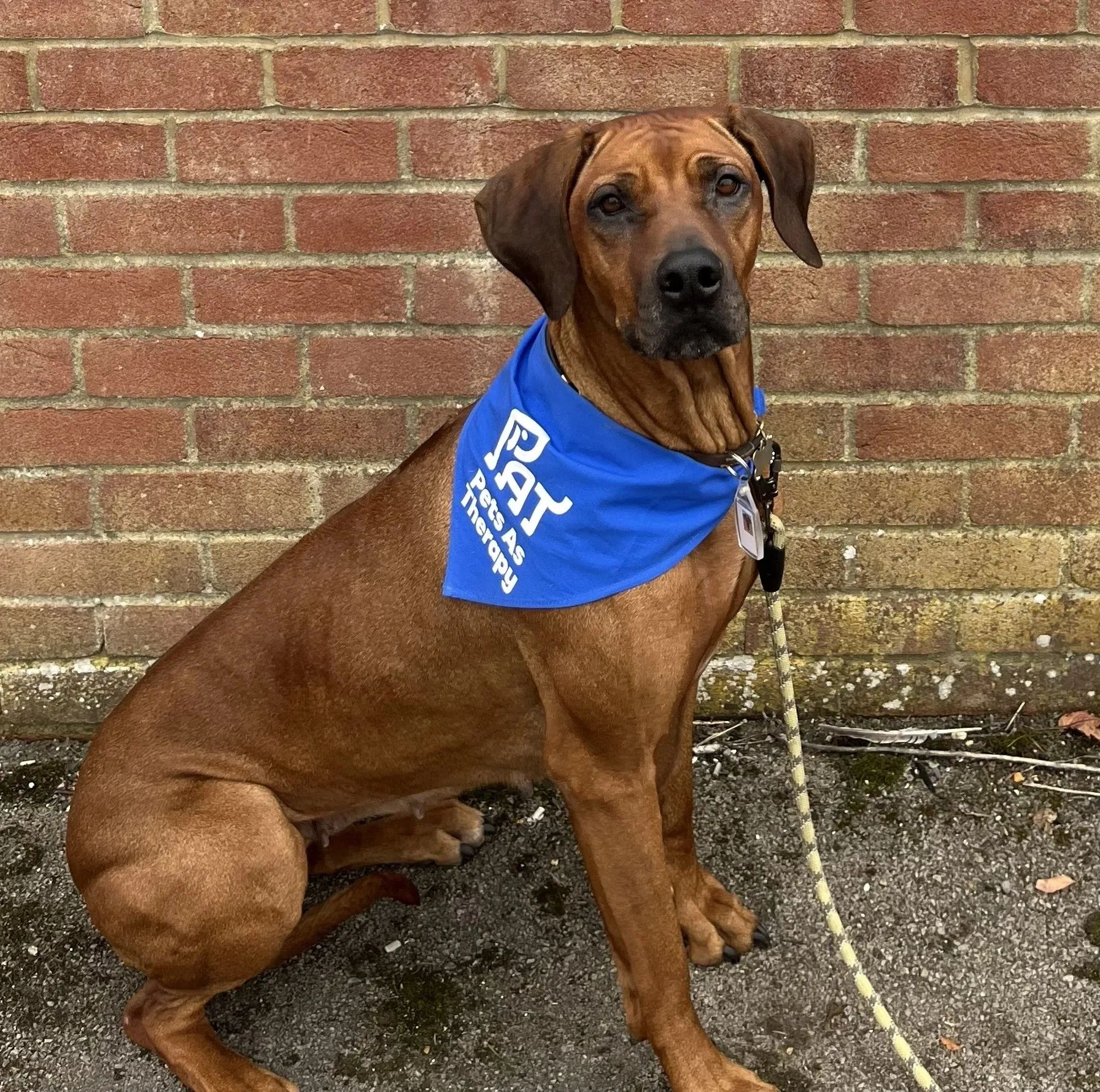 Roo the Pets as Therapy Dog