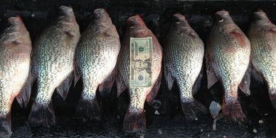 Huge Crappie caught by Captain Doug Nelms and BigFishHeads Guide Service on Lake Oconee