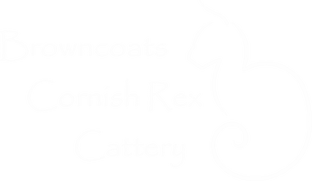 Browncoats Cornish Rex Cattery