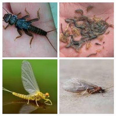 BLACK STONE FLY NYMPH, SCUDS, MAY FLY, CADDIS FLY