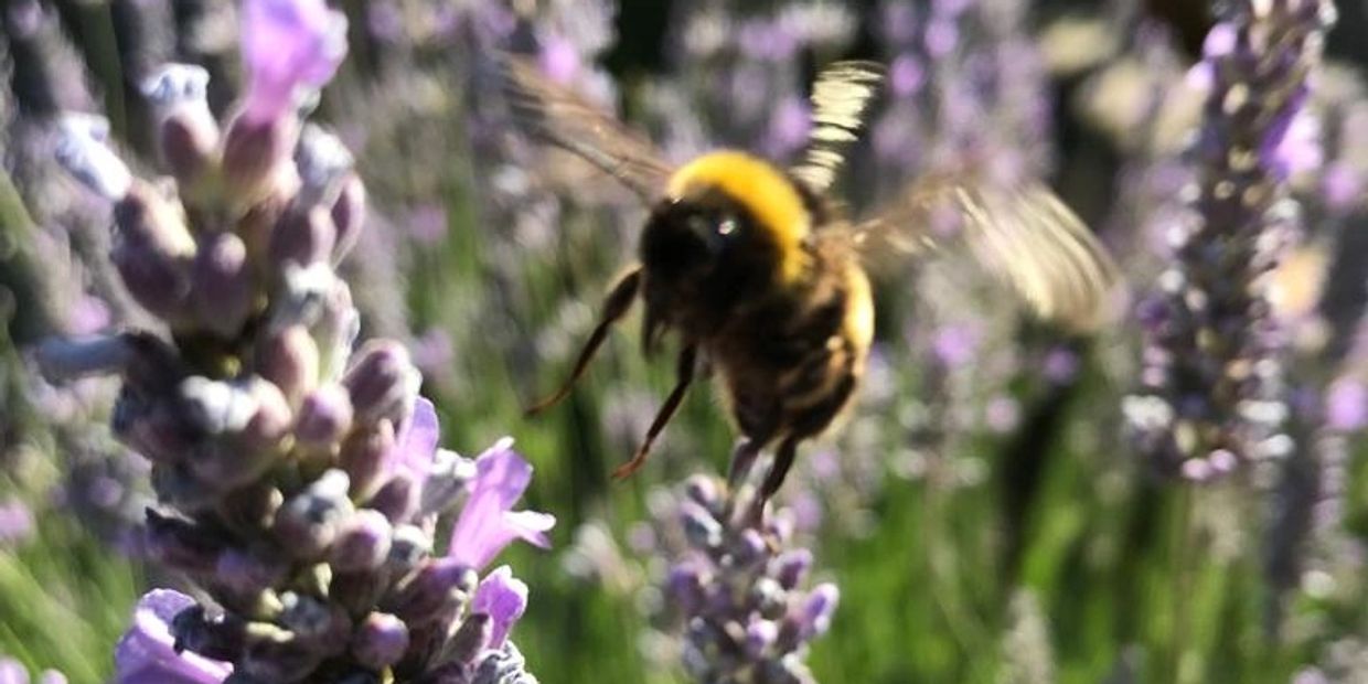 This was a bee I photographed in the summer of 2022. 