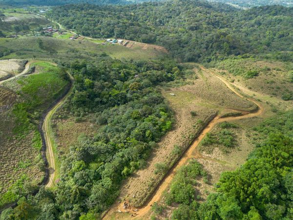 Aerial view of forest and dirt paths.