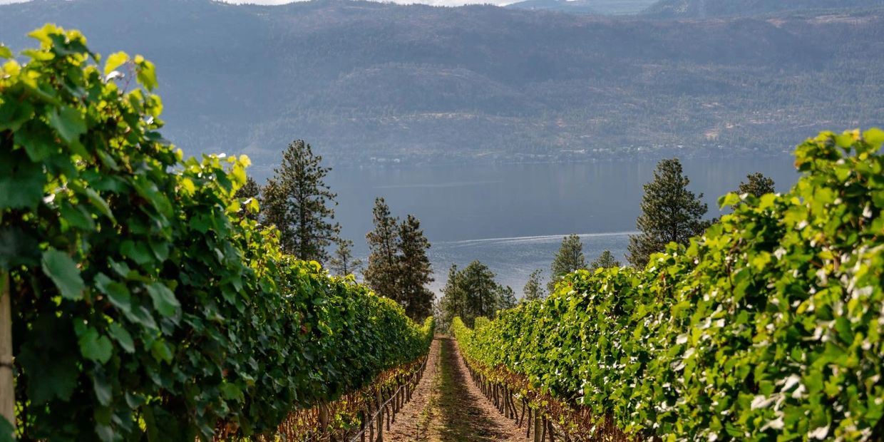 A lush vineyard in Lake Country BC